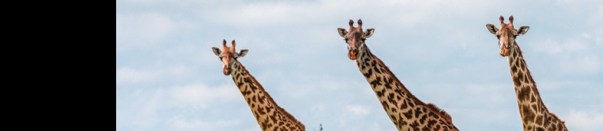 2-Day Affordable Adventure to Tarangire and Ngorongoro