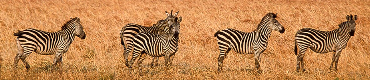 5-Day Romantic Couples Safari Adventure in Tanzania