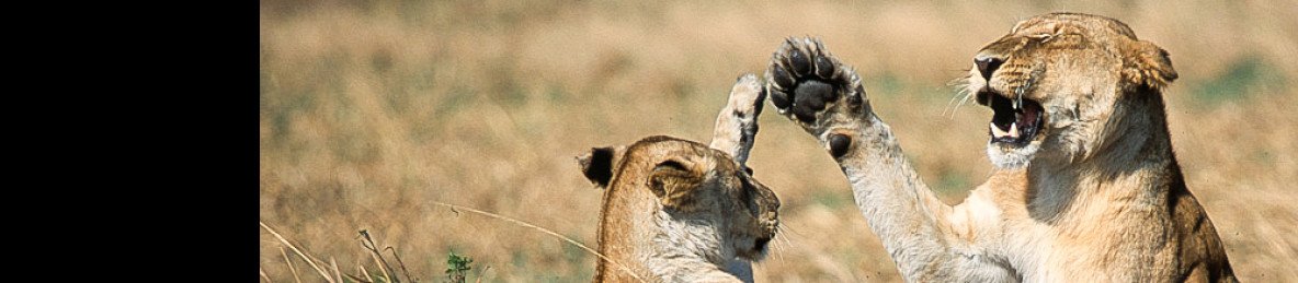 1-Day Day Trip to Ruaha National Park