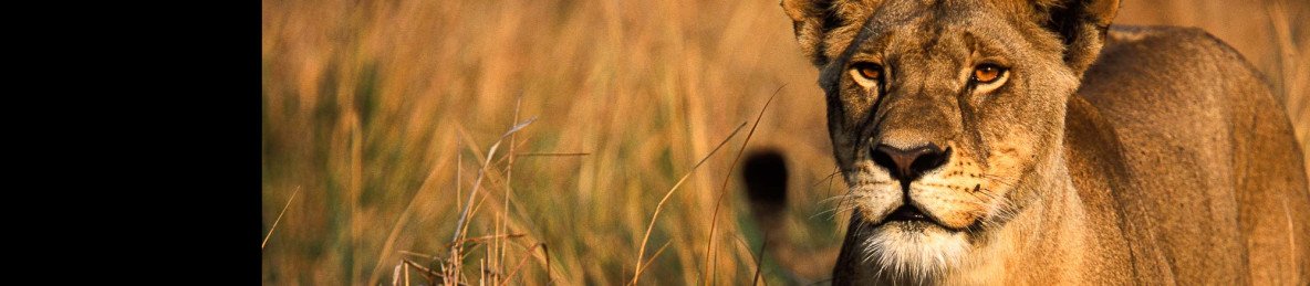 4-Day Serengeti National Park and Ngorongoro Creter
