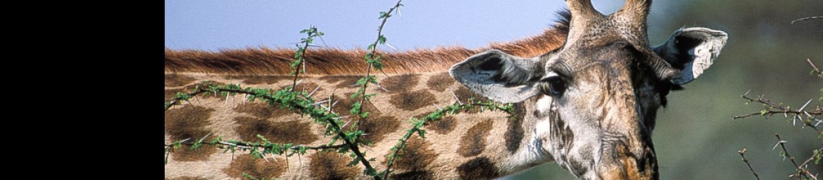 7-Day Classic Tanzania Safari with Midrange Comfort