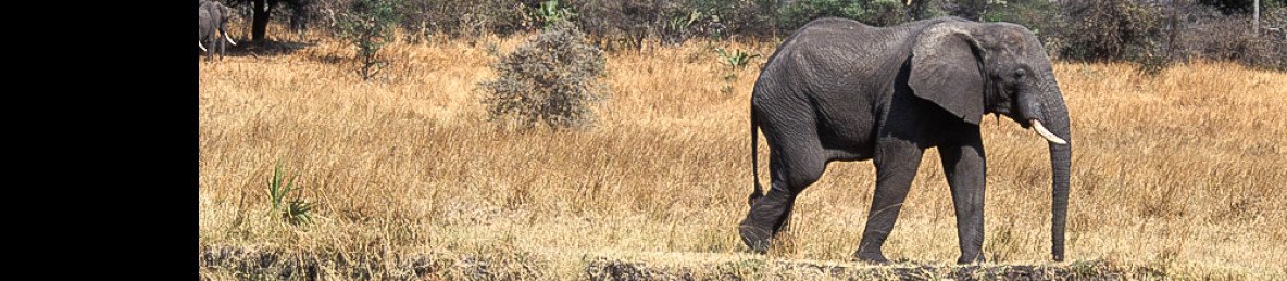 4-Day Fly-in Serengeti Birthday Celebration Safari