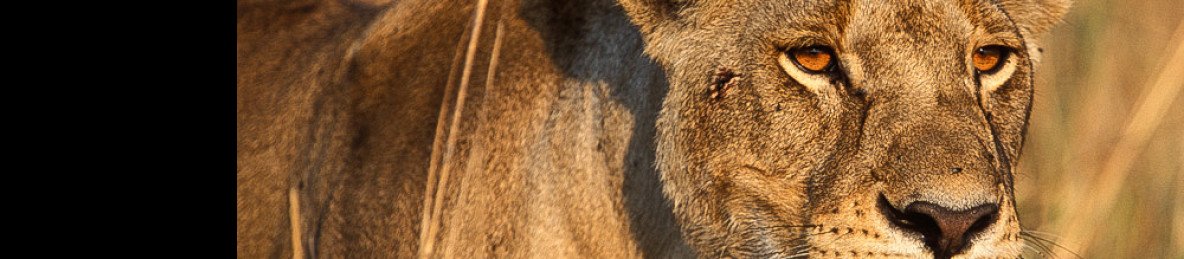 3-Day Group Tour to Serengeti & Ngorongoro