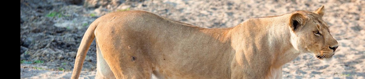 8-Day Private Wildlife Safari