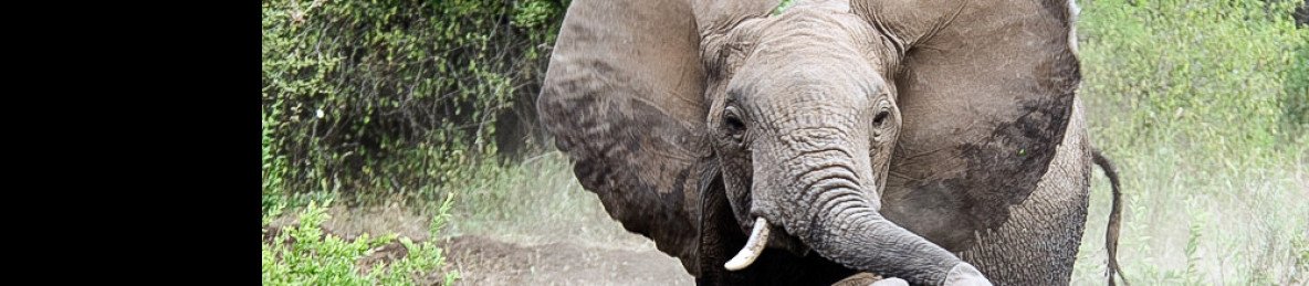 2-Day Shared Safari to Nyerere NP from Zanzibar
