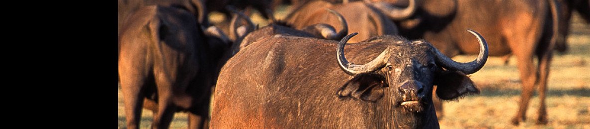 4-Day Magic Tarangire, Ngorongoro, Serengeti & Manyara