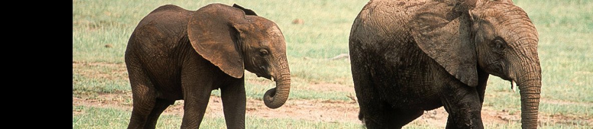 3-Day Safari Dar Es Salaam, Serengeti and Ngorongoro