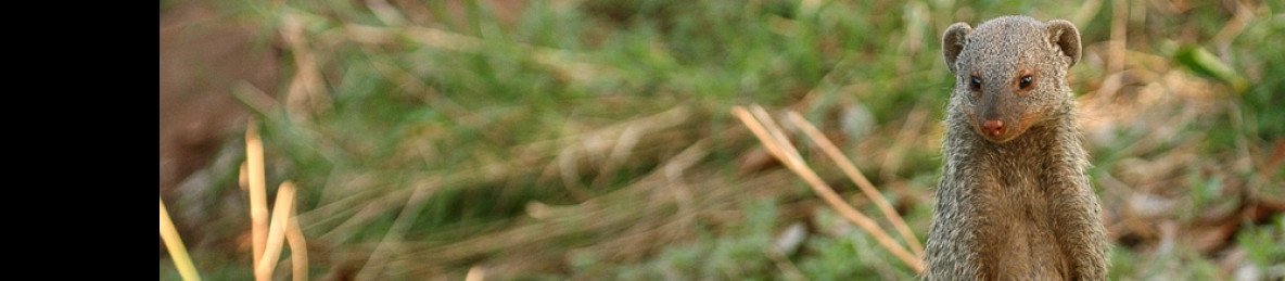 4-Day Midrange - Tarangire/Serengeti /Ngorongoro-Mwanza