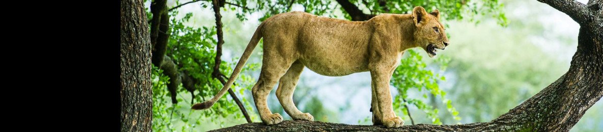 3-Day Safari to Tarangire, Ngorongoro Crater & Manyara