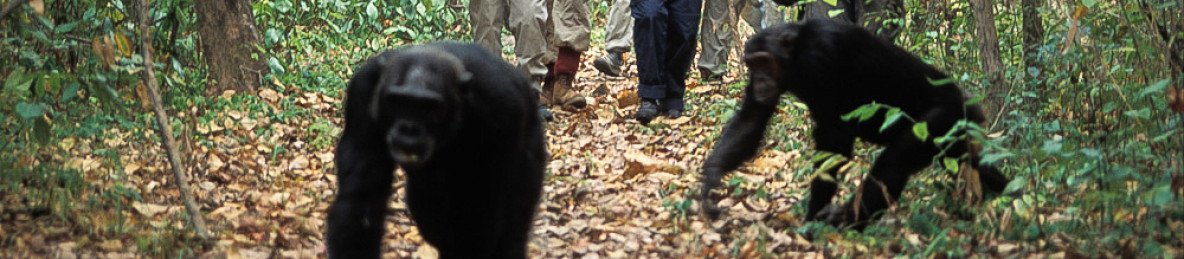 10-Day Big Five Safari and Chimpanzee Trekking in Gombe