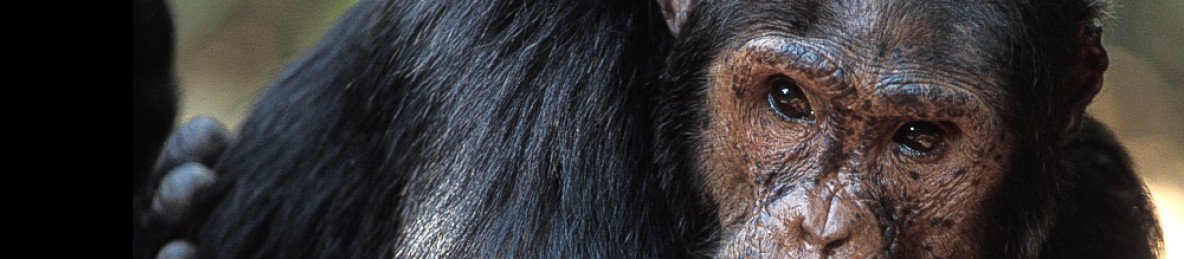 11-Day Tanzania Safari to See Migration and Chimpanze