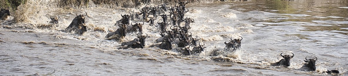 5-Day Best of Masai Mara, Lake Nakuru & Lake Naivasha