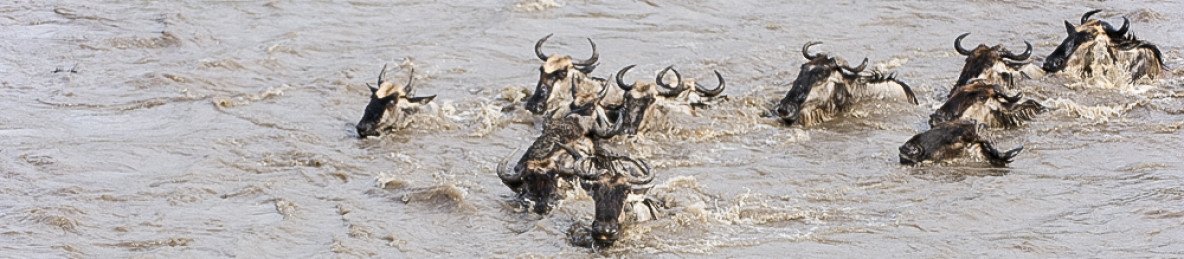 4-Day Masai Mara Safari- Budget Option