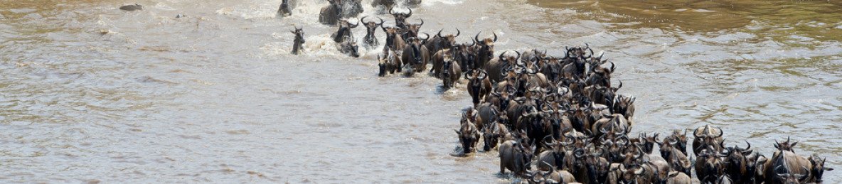 6-Day Mid-Range Safari Northern & Central Serengeti