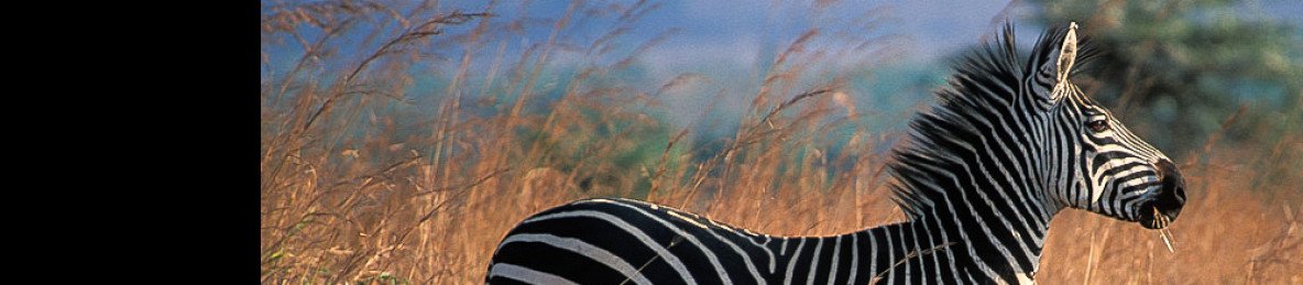 7-Day The Big Five Unforgetable Safari in Tanzania