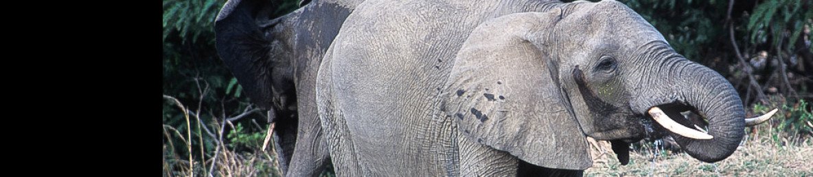 9-Day Kenya and Tanzania Budget Tour