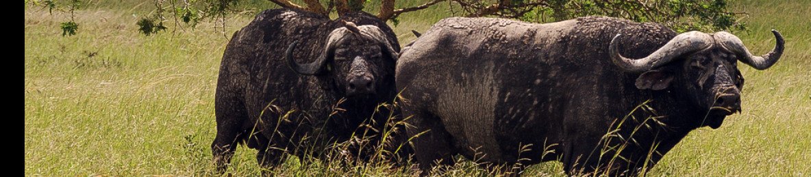 1-Day Mikumi National Park by Train from Dar Es Salaam