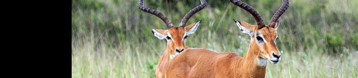 2-Day Zanzibar Elite Fly-in Safar Tarangire & Ngorongoro