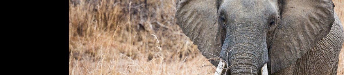 3-Day Serengeti Fly-in Safari – Mid-Range Escape