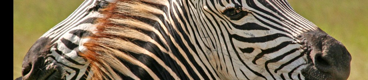 10-Day Great Migration at Mara River and Serengeti