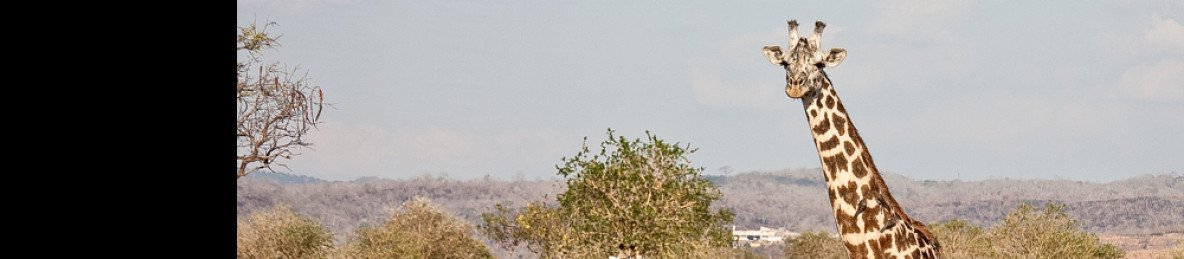 2-Day Mikumi Safari Expedition