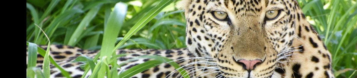1-Day Zanzibar to Mikumi Private Safari Experience