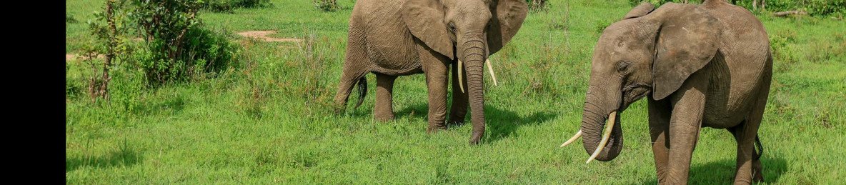 1-Day The Ultimate Mikumi Safari from Dar Es Salaam