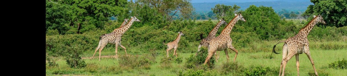 3-Day Safari by Sgr Train, Witness the Magic of Mikumi