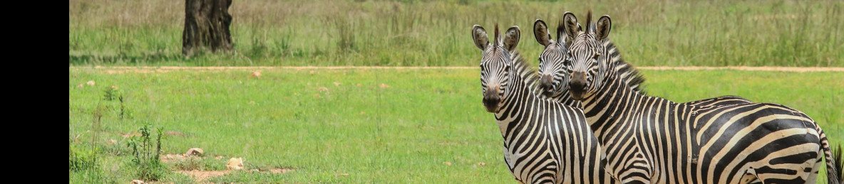 4-Day Mid-Range Serengeti Fly-in/Fly-out Safari
