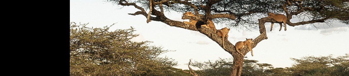 6-Day Big Five Safari-Medium