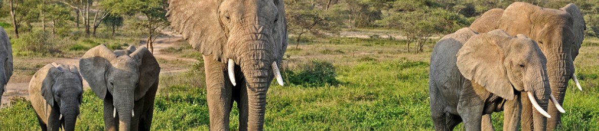 3-Day Tarangire Safari - Land of Giants