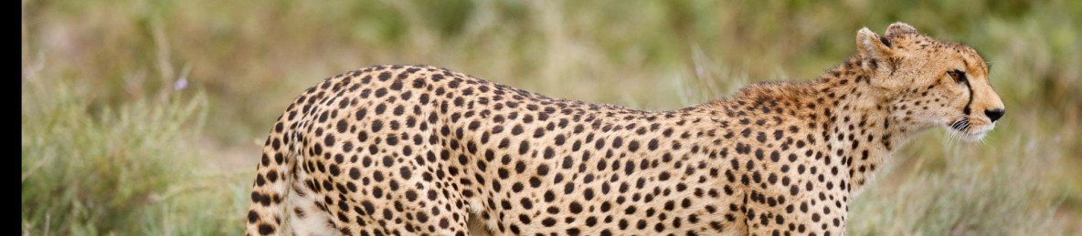 4-Day River Crossing Great Migration for Honeymooners
