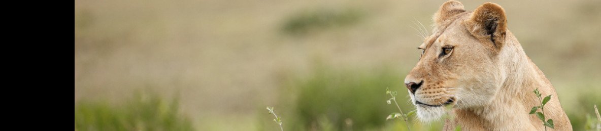 4-Day Shared Budget Safari Tarangire, Serengeti & Crater