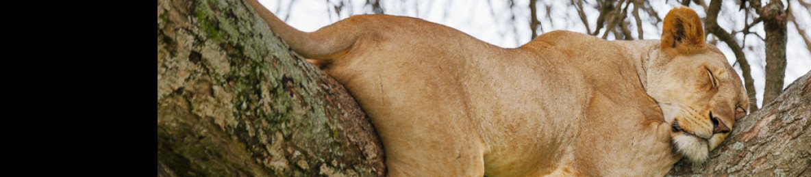 3-Day Epic Wildlife Safari & Hadzabe Community Visit