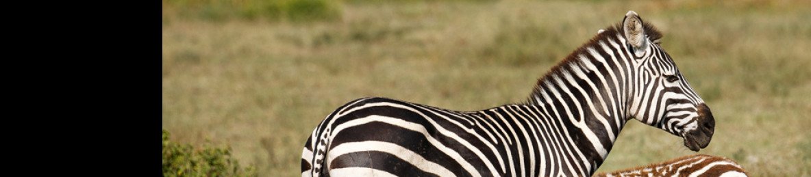 4-Day Safari at Mikumi National Park from Dar Es Salaam
