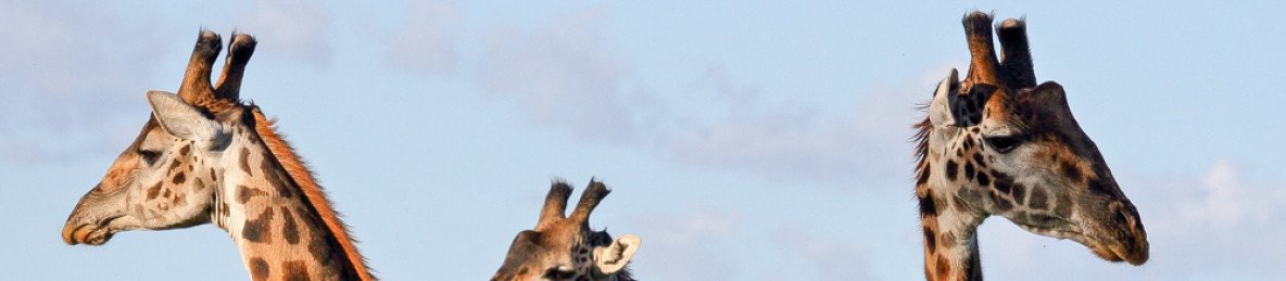 4-Day Stunning Comfort Private Safari