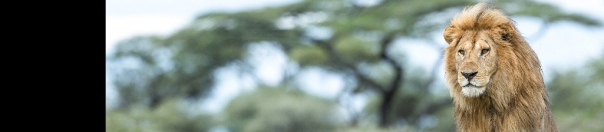 10-Day Kenya -Tanzania Combined Shared Africa Safari