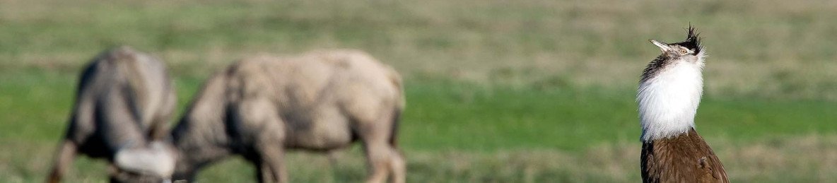 5-Day Unveiled Tanzania's Premier Safari with Aglow