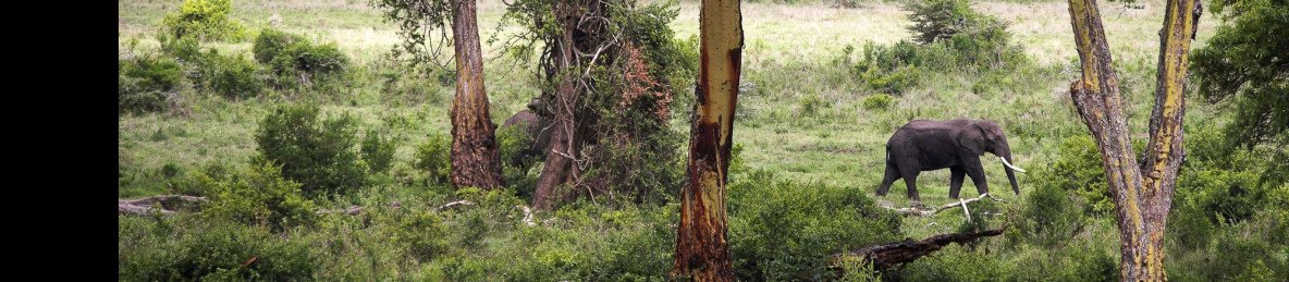 5-Day Lake Manyara, Serengeti & Ngorongoro Luxury Safari