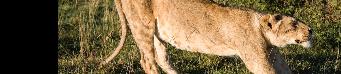 5-Day Tented Serengeti Friends Camps and Lodge