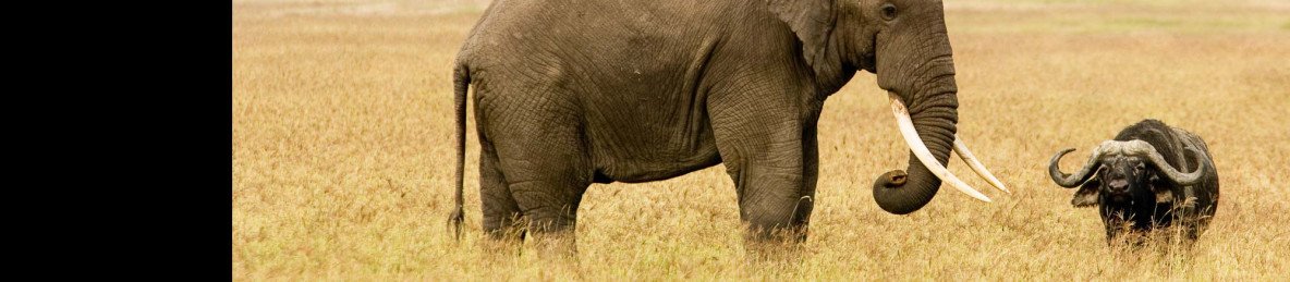 3-Day Best of Tanzania Safari Retreat from Zanzibar