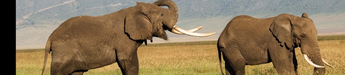 1-Day Zanzibar to Nyerere National Park Flying Package