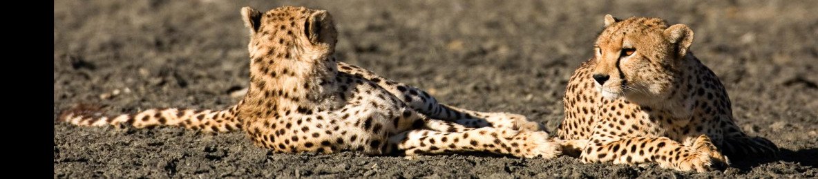 5-Day Exclusive Luxury Honeymoon Safari in Tanzania