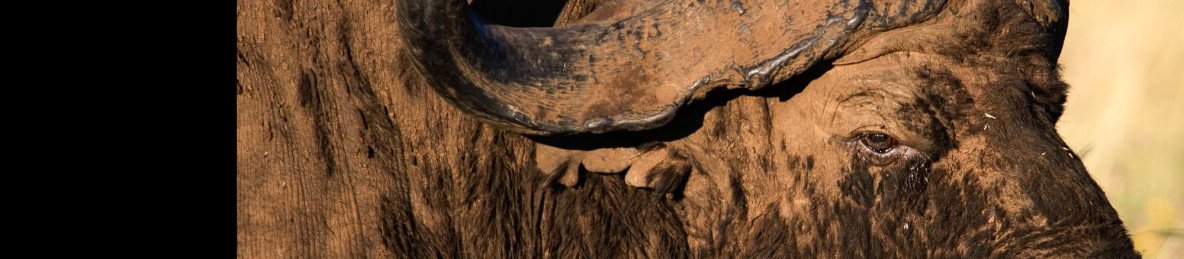4-Day Group Safari to Serengeti, Ngorongoro, Coffee Tour