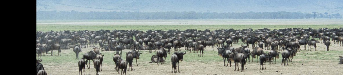 8-Day Tarangire, Serengeti Migration & Ngorongoro Crater