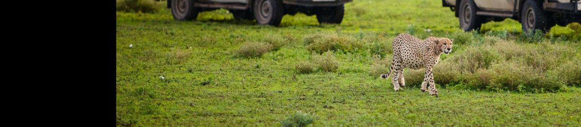 5-Day Comfortable Lodge Safari Northern Tanzania Tour