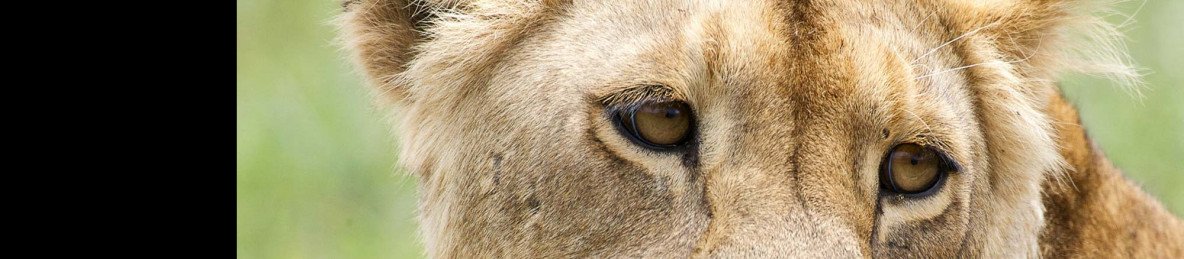 3-Day Serengeti and Ngorongoro Safari Tour from Zanzibar