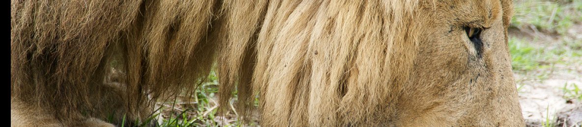 1-Day Zanzibar to Tarangire National Park by Flight