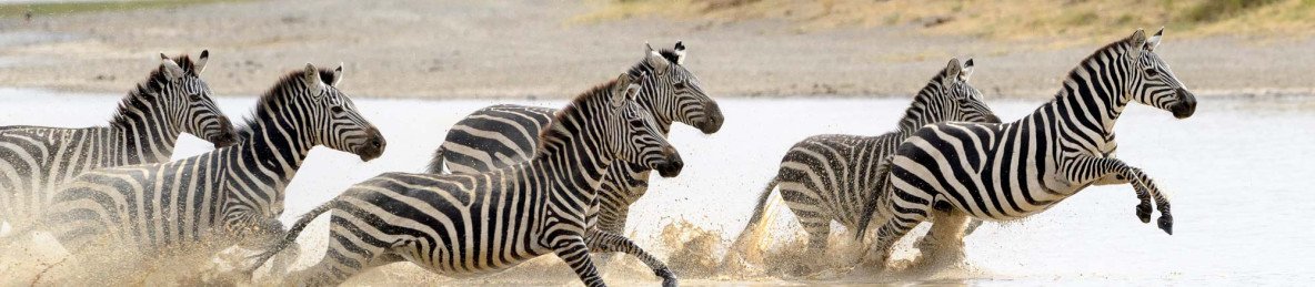 5-Day Manyara, Serengeti, Ngorongoro & Mto Wa Mbu Luxury