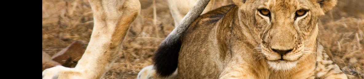 9-Day Tour to Kenya's and Tanzania's Premium Parks